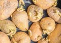 The Science of Shrivel: Understanding Post-Harvest Potato Degradation and Optimal Storage Protocols