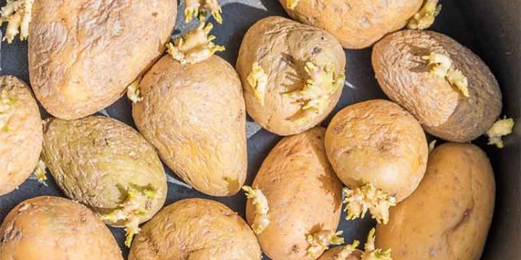 The Science of Shrivel: Understanding Post-Harvest Potato Degradation and Optimal Storage Protocols