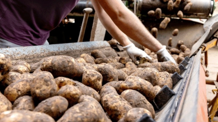 Navigating the Downturn: Strategic Insights for the 2025 Potato Contract Season 25 Navigating the Downturn: Strategic Insights for the 2025 Potato Contract Season