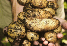 회복력의 잠금 해제: 러시아-중국 유전자 발견이 어떻게 세계 감자를 강화할 수 있을까