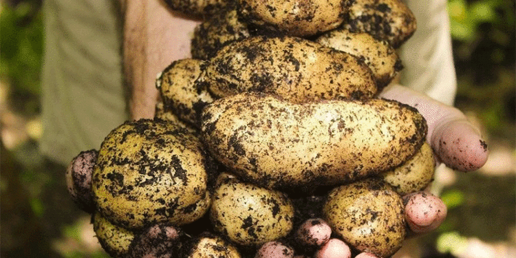 Unlocking Resilience: How Russian-Chinese Gene Discovery Could Fortify the Global Potato 1 9876565656565