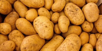 Potato market crisis: farmers sell crops below cost