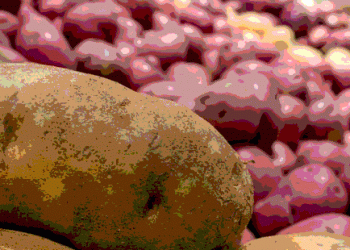 The Power of a Penny: How North Carolina Potato Growers are Investing in Their Own Innovation and Market Access