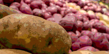 The Power of a Penny: How North Carolina Potato Growers are Investing in Their Own Innovation and Market Access