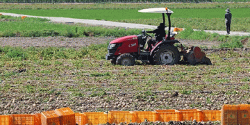 Spring Potato Production Sees 11.1% Increase in 2024: What’s Behind the Surge?