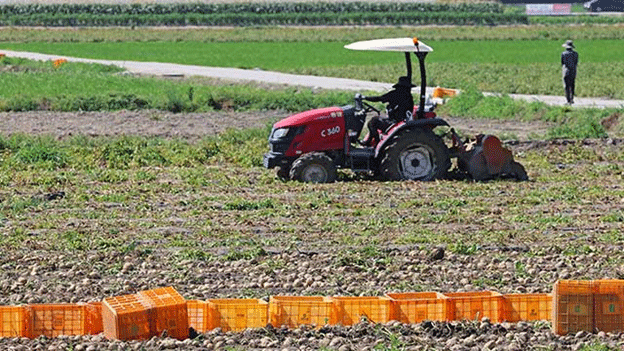 Die Produktion von Frühjahrskartoffeln steigt 11.1 um 2024 %: Was steckt hinter dem Anstieg?