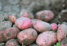 ការផ្ទុក Spud យុទ្ធសាស្ត្រ៖ ការឌិកូដពេលវេលាល្អបំផុតដើម្បីទិញដំឡូងរដូវរងា