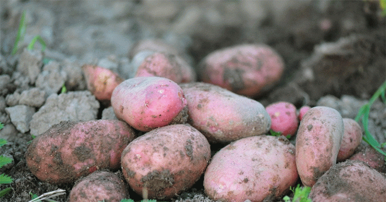 Strategic Spud Storage: Decoding the Optimal Time to Buy Winter Potatoes