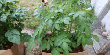 Growing Potatoes in Cardboard Boxes: A Beginner’s Guide to a Surprising Harvest
