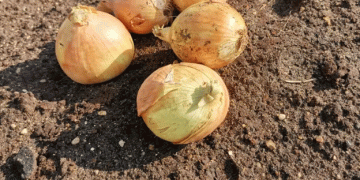 Lessons from Last Year: Farmers in Almaty Region Cut Onion Planting by Four Times to Avoid Losses