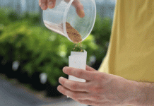 La semilla del verdadero potencial: cómo el mejoramiento de la papa híbrida está redefiniendo la industria