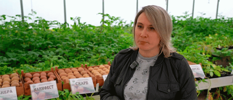 The 15-Year Sprint: Inside the High-Stakes World of Potato Breeding in Belarus 25 The 15-Year Sprint: Inside the High-Stakes World of Potato Breeding in Belarus