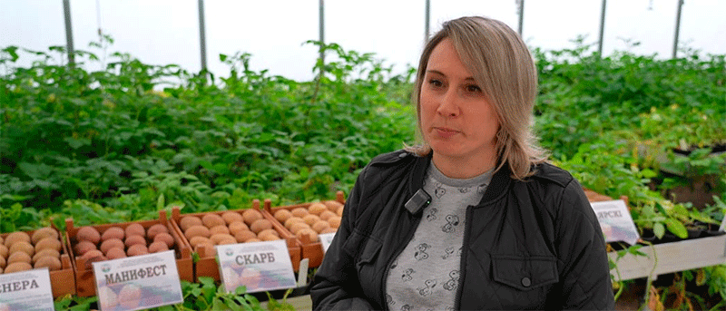 The 15-Year Sprint: Inside the High-Stakes World of Potato Breeding in Belarus