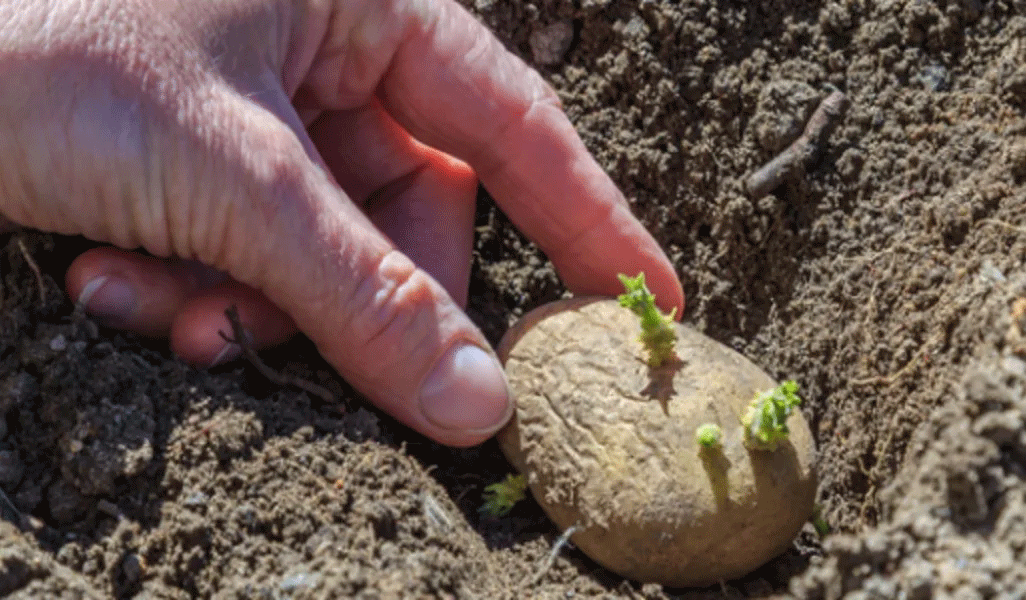 A Quantum Leap in Potato Breeding: First CRISPR-Edited, Blight-Resistant Starch Potatoes Advance to Field Trials