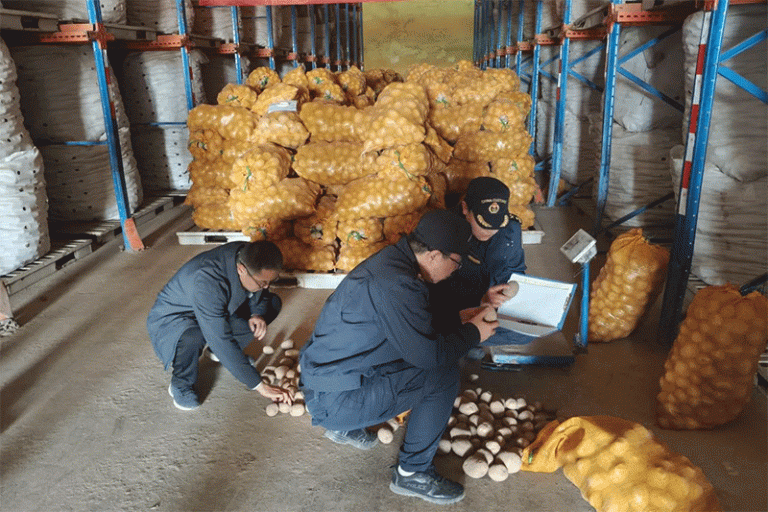 超越薯片:中国新马铃薯品种如何预示着全球农业贸易的转变 2 超越薯片:中国新品种马铃薯如何预示着全球农业贸易的转变