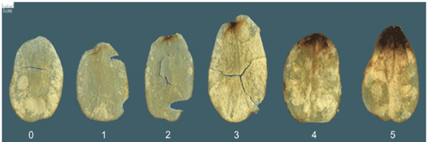 Taters On Trial: The Science Behind the Perfect Chipping Potato 7 Taters On Trial: The Science Behind the Perfect Chipping Potato