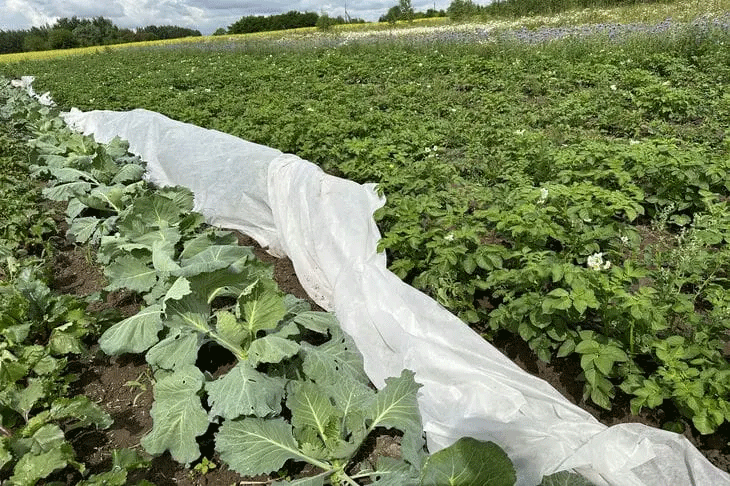 La senape come biofumigante: una strategia di 30 giorni per la salute del suolo e la soppressione delle malattie dopo la coltivazione delle patate