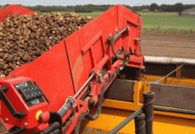 Descifrando el código: Las alianzas estratégicas como motor del crecimiento de la papa orgánica