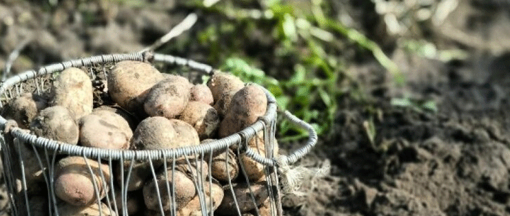 Climate, Contraction, and Controlled Environment: The Dual Reality of Agriculture in Russia’s Komi Republic