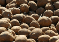 The Seed-to-Lead Strategy: How Novgorod Became Russia’s Northwestern Potato Powerhouse