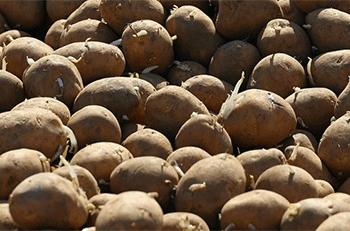 The Seed-to-Lead Strategy: How Novgorod Became Russia’s Northwestern Potato Powerhouse