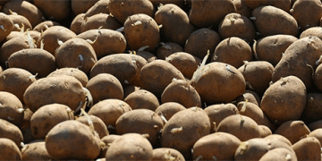 The Seed-to-Lead Strategy: How Novgorod Became Russia’s Northwestern Potato Powerhouse