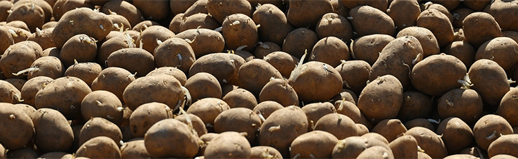 The Seed-to-Lead Strategy: How Novgorod Became Russia’s Northwestern Potato Powerhouse