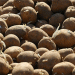 The Seed-to-Lead Strategy: How Novgorod Became Russia’s Northwestern Potato Powerhouse