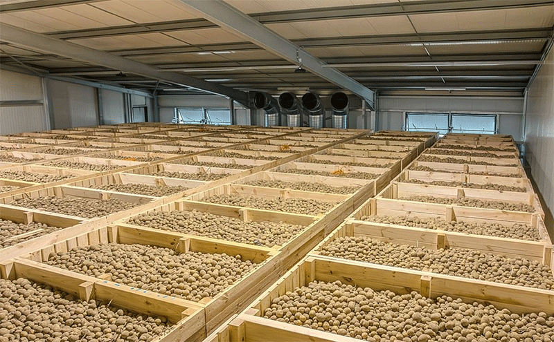 Oltre il cestino: come la tecnologia di stoccaggio intelligente sta ridefinendo la redditività delle patate nel 2025