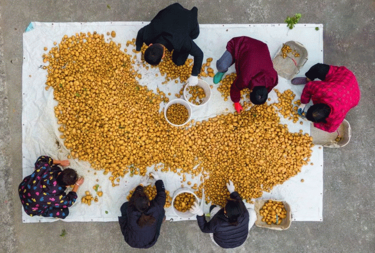 From Root to Revenue: How an Island Potato Cooperative Built a Multi-Channel Agribusiness Model 47 From Root to Revenue: How an Island Potato Cooperative Built a Multi-Channel Agribusiness Model
