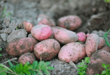 เหนือความคาดหมาย: การวิเคราะห์อย่างมืออาชีพเกี่ยวกับมันฝรั่งพันธุ์ “มหัศจรรย์” 'Alyaska'