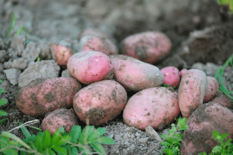 Beyond the Hype: A Professional Analysis of the “Miracle” Potato Variety ‘Alyaska’
