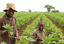 Beyond the Toolbox: Unlocking Technology Adoption for Smallholder Potato Farmers