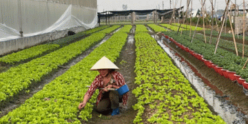 High-Value Crops Take Center Stage in Winter Planting for Higher Economic Gains