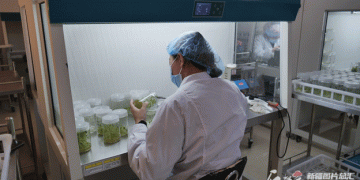 From Seed to Market: How Qinghe County Revolutionized the Potato Industry with a Three-Tier Seed Potato System