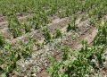 Severe Hailstorm Damages Potato Crops in Yunguyo Province, Peru
