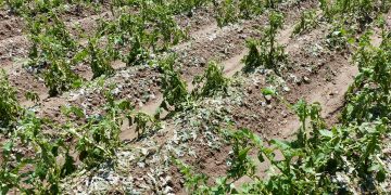 Severe Hailstorm Damages Potato Crops in Yunguyo Province, Peru