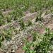 Severe Hailstorm Damages Potato Crops in Yunguyo Province, Peru