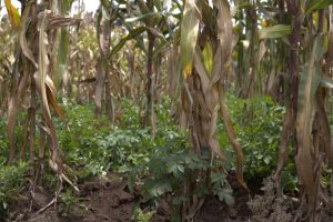 Ketika Kentang Bertemu Alam: Bagaimana Agroekologi Membentuk Kembali Ladang-ladang di Kenya