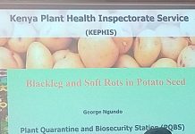 Kenia endurece las normas sobre semillas de patata con una nueva prueba bacteriana, mientras los agricultores luchan contra la podredumbre oculta bajo el suelo.