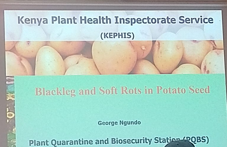 Kenya Tightens Potato Seed Rules with New Bacterial Test, as Farmers Battle Hidden Rot Beneath the Soil 2 Kenya Tightens Potato Seed Rules with New Bacterial Test, as Farmers Battle Hidden Rot Beneath the Soil