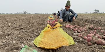 Dr. Abdul Mannan (Head of Agriculture), Mr. Muhammad Rasheed (Manager Special Projects), and Noor-ud-din Zahid (Director Development).10 They were joined by Abdul Khuram Wahid (CEO and Managing Partner of Green Perfect Plant Tissue Culture Lab), Sharipov Miraskar Gayratovich (Head of the Sales Department of the Agrover agricultural holding), and Viktor Kovalev, founder of Potatoes News and the International Potato Tour project.