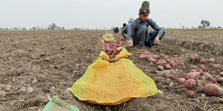 Dr. Abdul Mannan (Head of Agriculture), Mr. Muhammad Rasheed (Manager Special Projects), and Noor-ud-din Zahid (Director Development).10 They were joined by Abdul Khuram Wahid (CEO and Managing Partner of Green Perfect Plant Tissue Culture Lab), Sharipov Miraskar Gayratovich (Head of the Sales Department of the Agrover agricultural holding), and Viktor Kovalev, founder of Potatoes News and the International Potato Tour project.