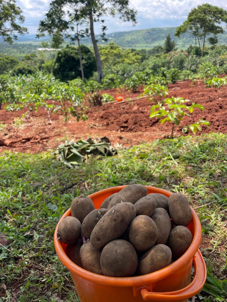 Viktor Kovalev and Mark Dieleman: Cooperation to Develop the Potatoes Sector in East Africa 25 Viktor Kovalev and Mark Dieleman: Cooperation to Develop the Potatoes Sector in East Africa
