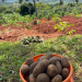 Viktor Kovalev and Mark Dieleman: Cooperation to Develop the Potatoes Sector in East Africa