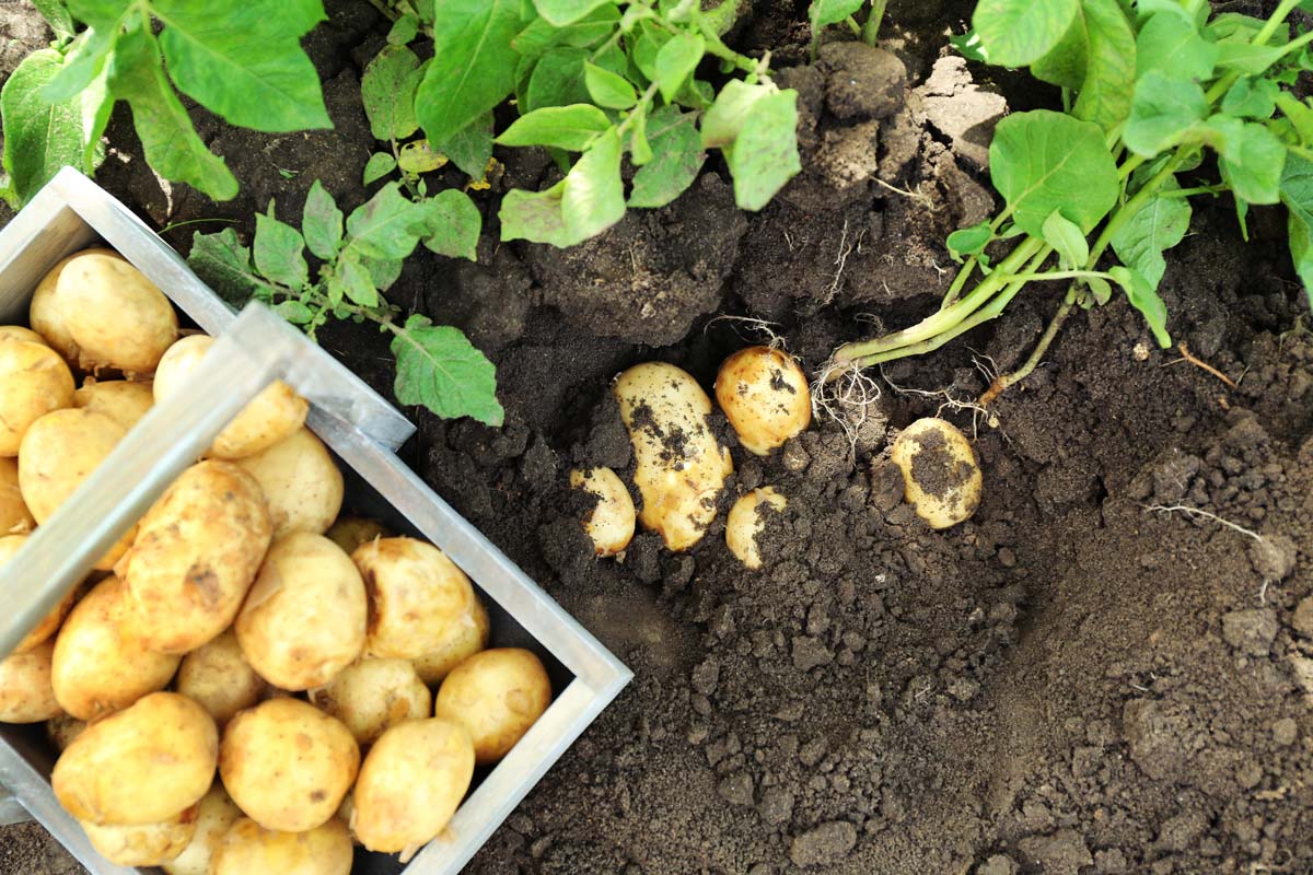Ancient Potato Preservation: Kashmir Valley’s Lifeline Through Harsh Winters in India.