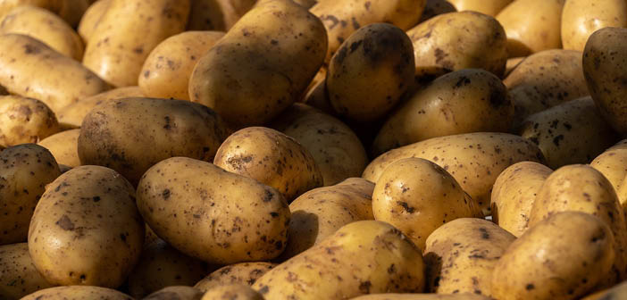 Kurs 2025 für Kartoffellagerleiter: Verbesserung der Lagerqualität