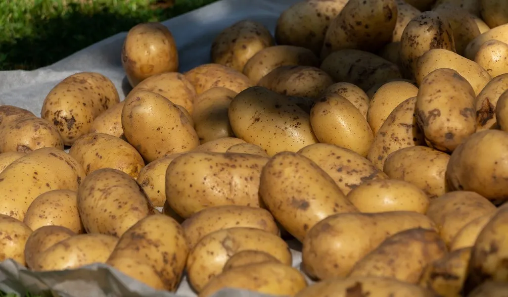 Avebe und ChainCraft bündeln ihre Kräfte, um Abfälle aus der Kartoffelverarbeitung in hochwertige Produkte umzuwandeln