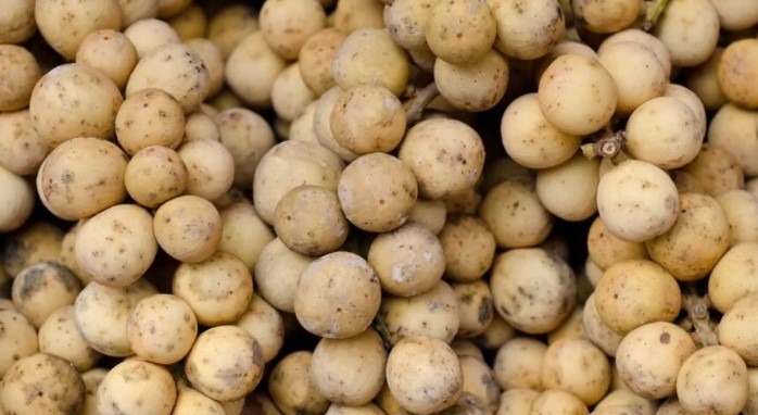 Romania's Potato Production Plummets Amidst Rising Costs and Climate Change. 11 Bangladesh Farmers Face Soaring Seed Costs, Threatening Potato Crop Viability.