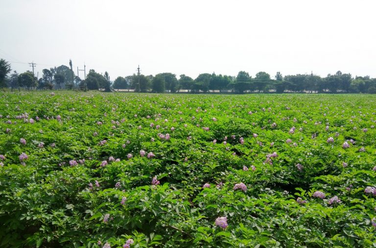 The rise of new potato varieties and the unstoppable Shangi: Kenya’s addictive potato 78 The rise of new potato varieties and the unstoppable Shangi: Kenya’s addictive potato